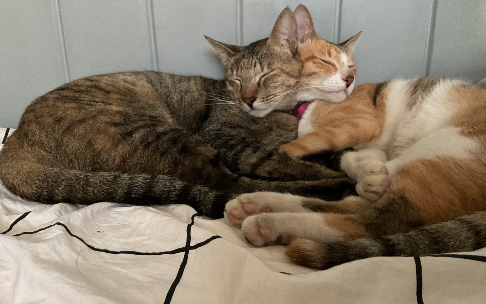 Ivy and Lady sleeping together