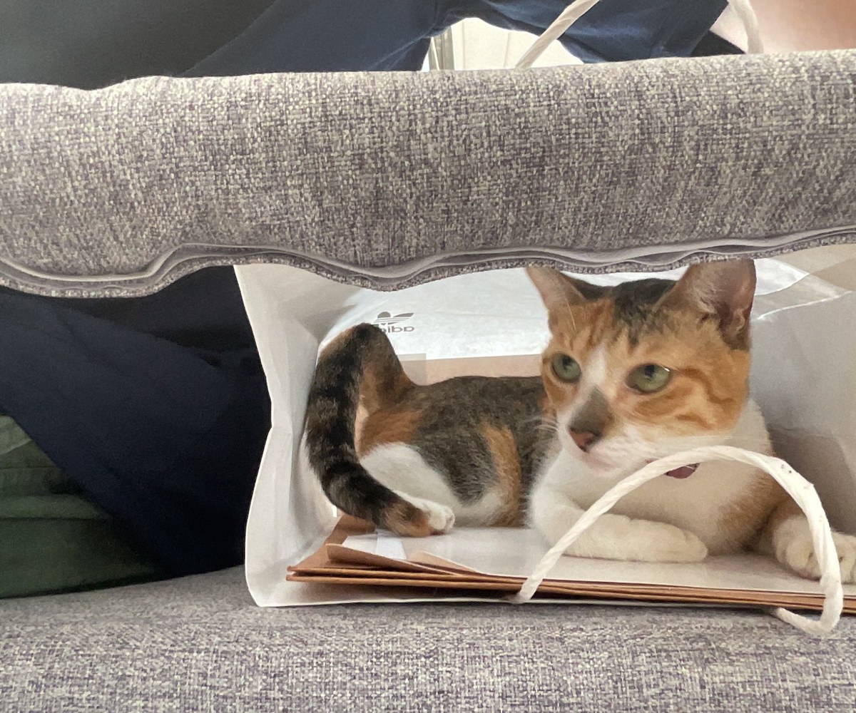 Ivy sitting inside a paper bag