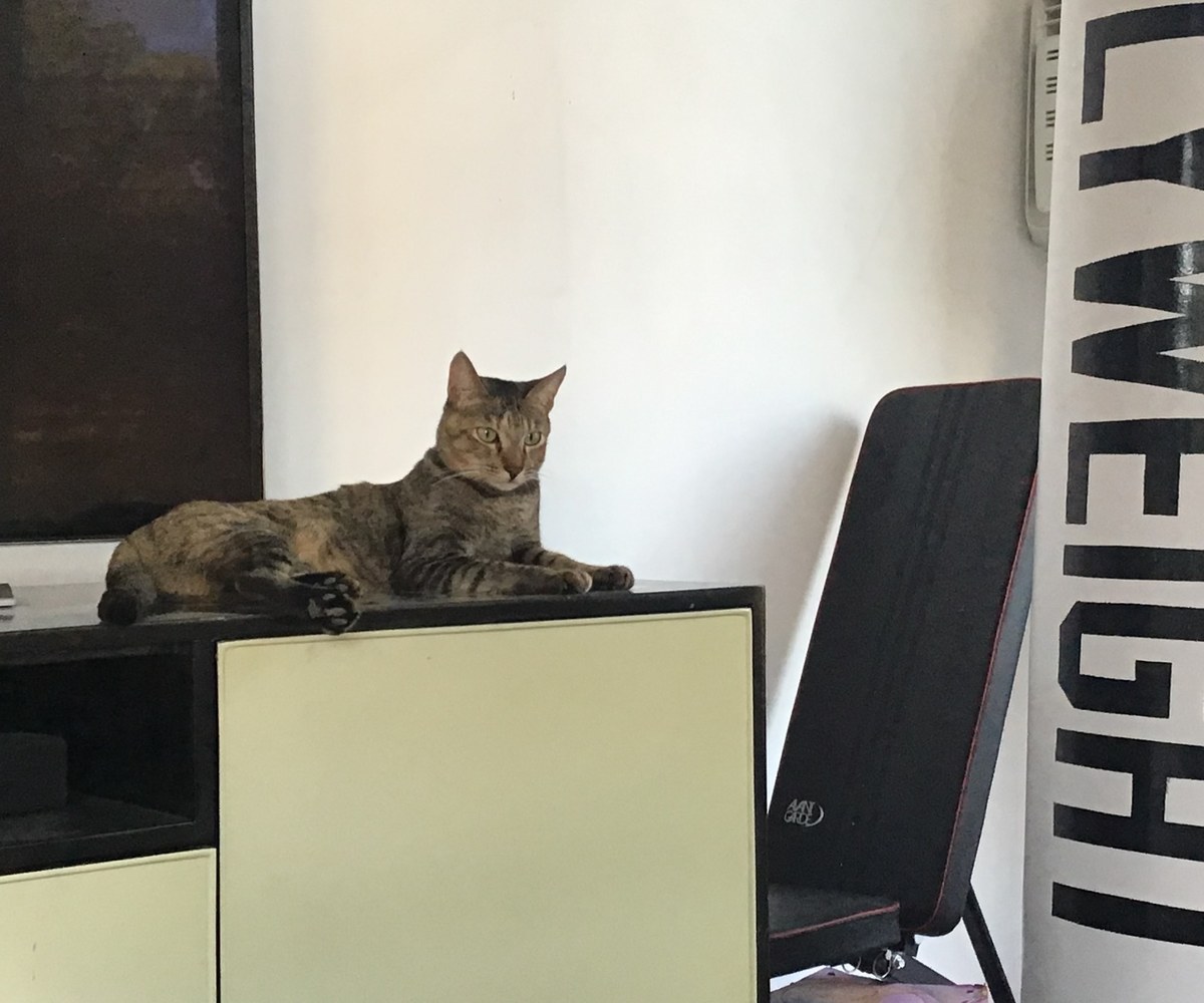 Lady perched on top of a cabinet